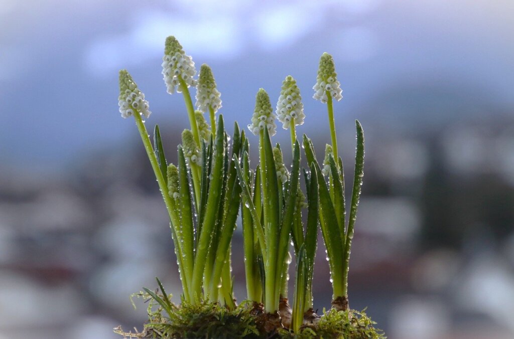 bloom, plants, spring-7542296.jpg