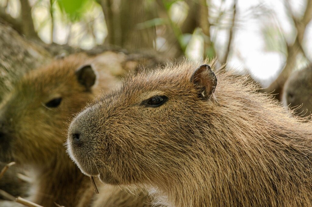 capybaras, rodents, animals-7544912.jpg